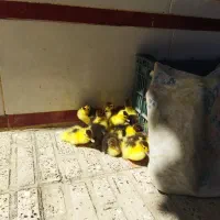جوجه اردک خارجی