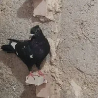 جوجه سر بندی