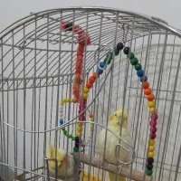 عروس هلندی