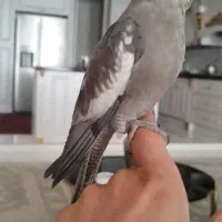 جوجه عروس هلندی