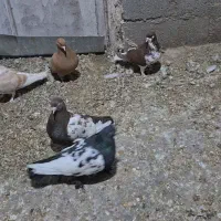 ۱۱ عدد کبوتر رنگی