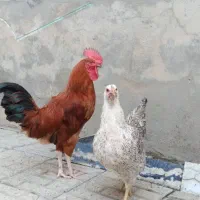 مرغ و خروس