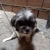 سگ  نر