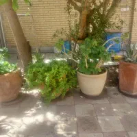 تعدای گلدان با گلهای طبیعی