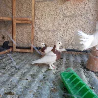 کبوتر طوقی