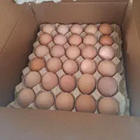 تخم مرغ محلی