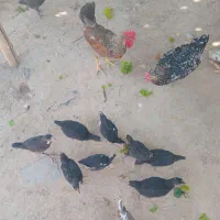 جوجه بومی ۱۴ عدد