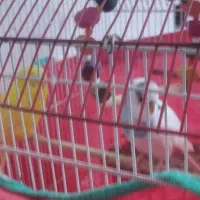 مرغ عشق