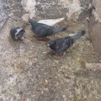 کفتر|پرنده|مشهد, طبرسی شمالی|دیوار