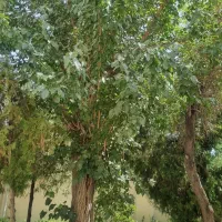 اجاره ویلا  فاز یک بهترین لوکیشن