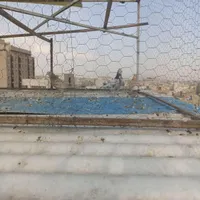 سه تاجوجه خوب|پرنده|تهران, زنجان|دیوار