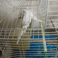 مرغ عشق|پرنده|محمدیه-قزوین, |دیوار