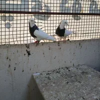 کفتر کبوتر طوقی جفت پرشی با جوجه