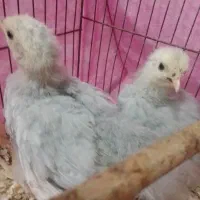 جوجه