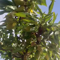 بادام تازه فروشی