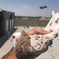 کفتر