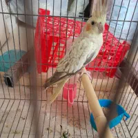 عروس هلندی