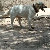سگ گلدن ماده فوری فقط ۳.۵۰۰