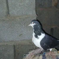 چپ ماده
