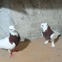 کبوتر طوقی