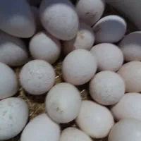 تخم بوقلون