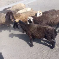 بره فروشی