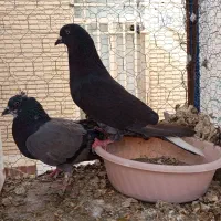 کبوتر|پرنده|سیرجان, |دیوار