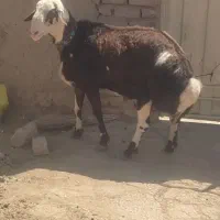 قوچ پلنگی جوان شیشک