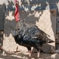 بوقلمون نربزرگ