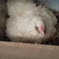 25عددجوجه گلین زینتی فر
