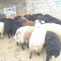 دامداری و دامپروری جان محمدی