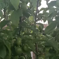 فروش باغ ویلایی ۱۳۱۰ متر(باسمنج)