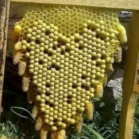 عسل گرده گل ژل رویال بره موم عمده و جزئی