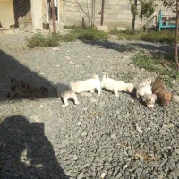 واگذاری توله سگ پاکوتا