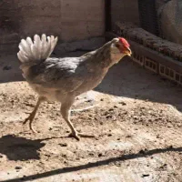 خروس گلین طوسی