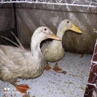 اردک، گوپی ماهی