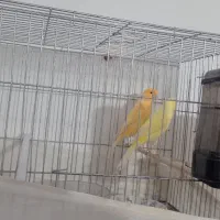 یک جفت قناری زیبا