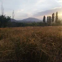 16قصب زمین سربیزن بغل جاده