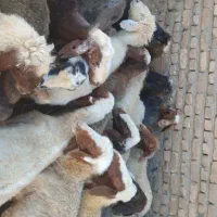 21راس میش هیکلی نیم گوشت باب پروار