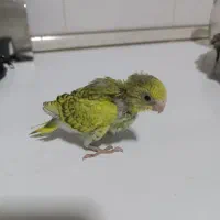 جوجه مرغ عشق
