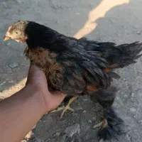 جوجه برهما