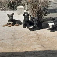 توله مانیوز ژرمن