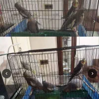 فروش پرنده عروس هلندی