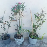 سه تا درختچه به دلیل کمبود جا میفروشم