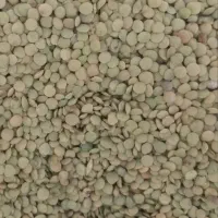 عدس مغان امسال خوش پخت به قیمت پایین