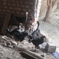 مشتری واقعی تماس بگیر