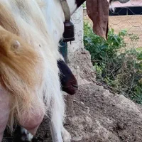 بز شیری و آبستن