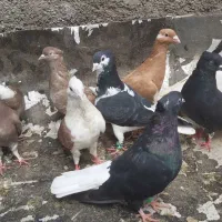 رنگی|پرنده|بندر ماهشهر, |دیوار