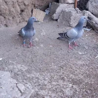 پرنده