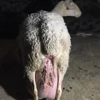 فروش گله لاکن